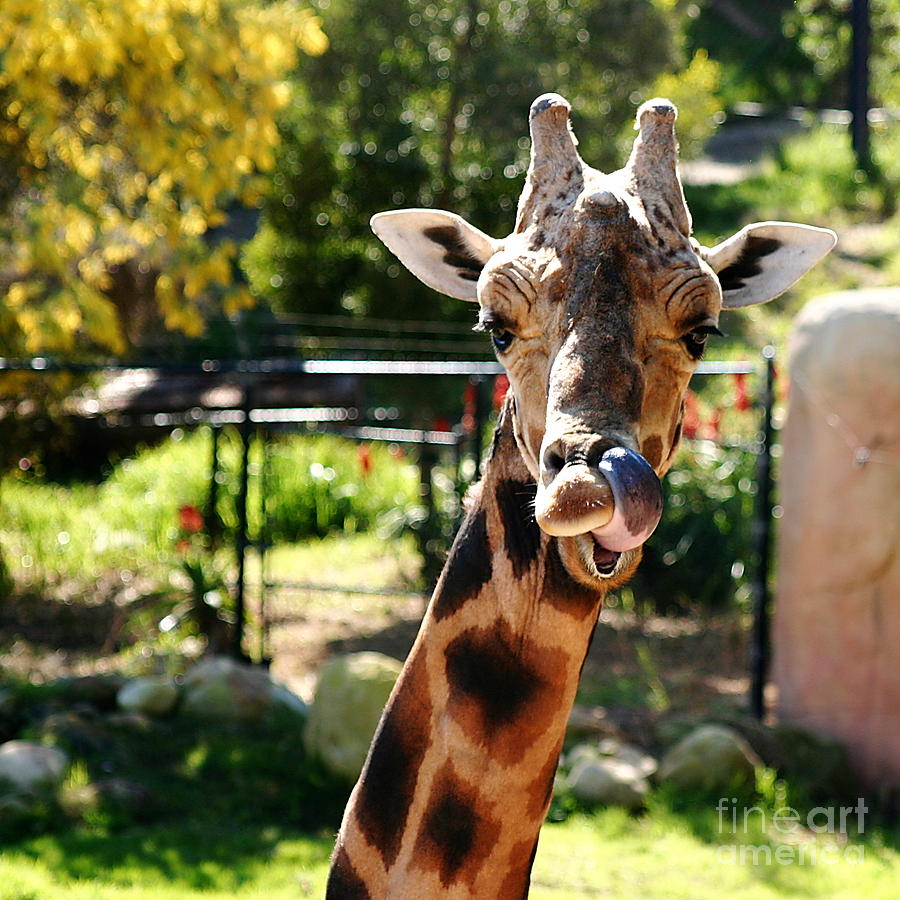 Baringo Giraffe #2 Photograph by Henrik Lehnerer