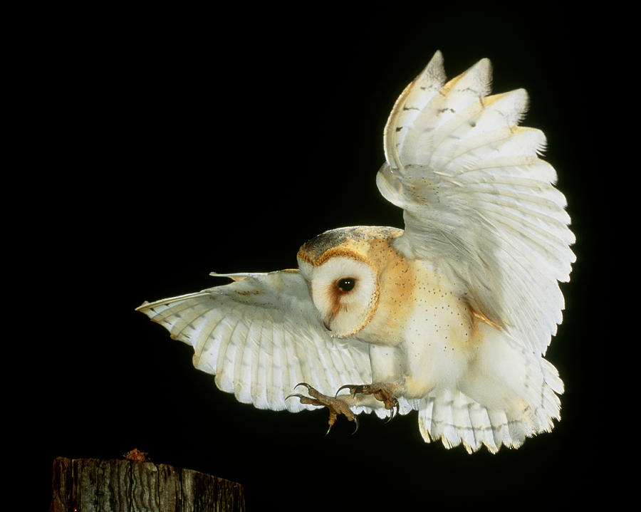 Barn Owl #2 Photograph by Andy Harmer