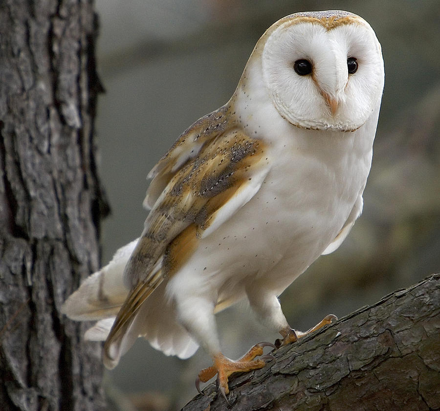 1/12th scale Barn Owl sale Bird #2