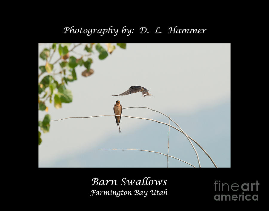 Barn Swallows #2 Photograph by Dennis Hammer