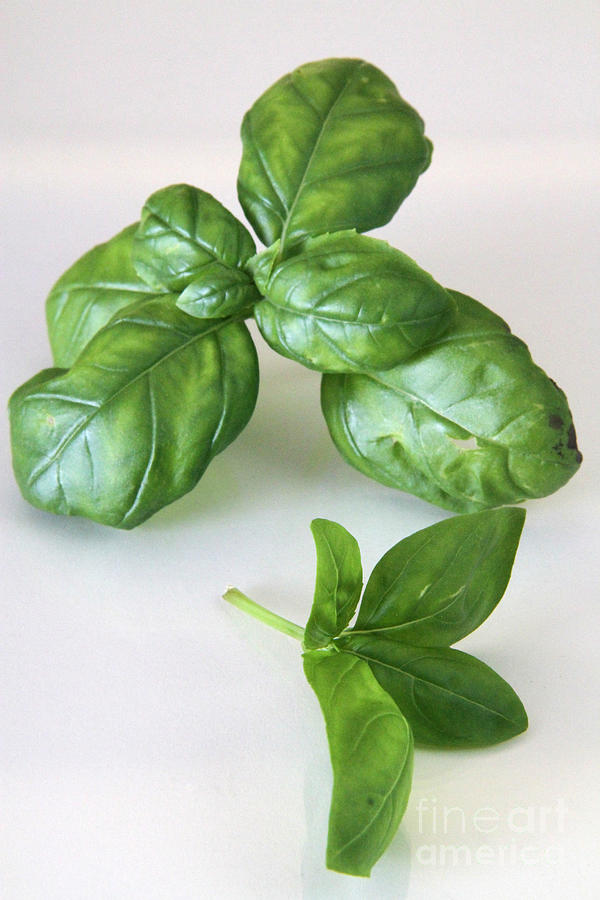 Basil #2 Photograph by Photo Researchers, Inc.