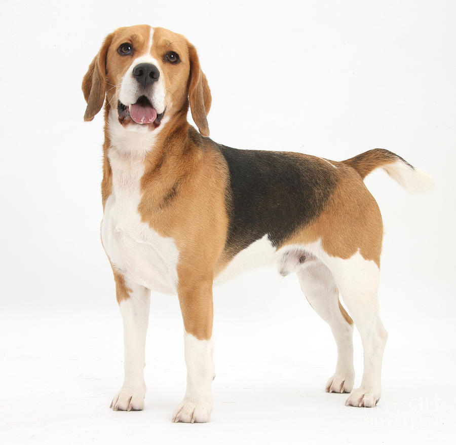 Beagle Dog #2 Photograph by Mark Taylor