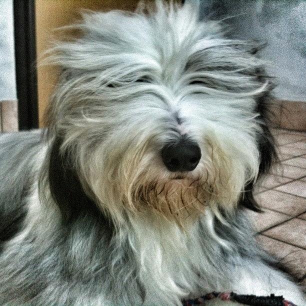Bearded Collie #2 Photograph by Pier Paolo Cristaldi
