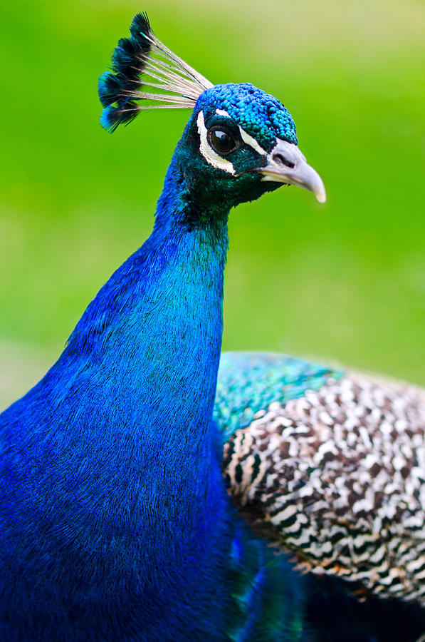 Beautiful and pride peacock on a lawn #2 Photograph by U Schade