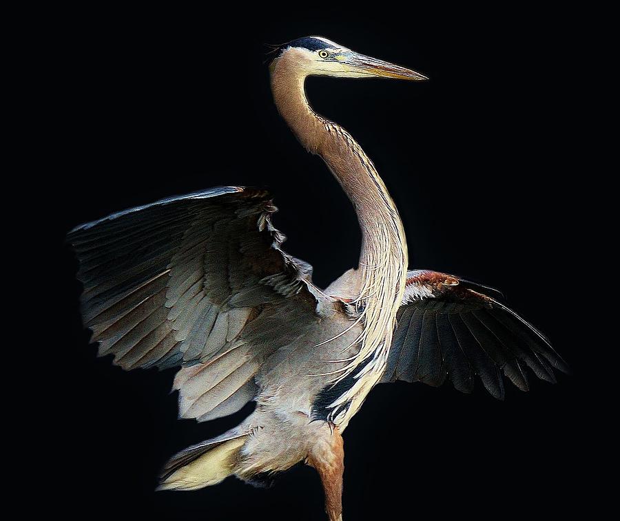 Beautiful Blue Heron Photograph by Paulette Thomas - Fine Art America