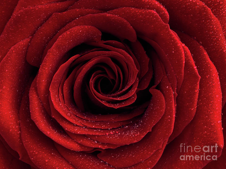 Nature Photograph - Beautiful Red Rose #2 by Maxim Images Exquisite Prints