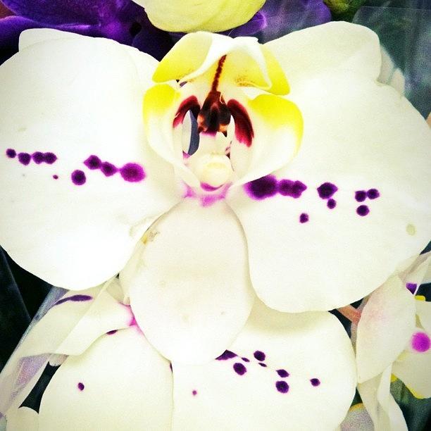 Orchid Photograph - #beauty #flower #iphonesia #2 by Sherri Galvan