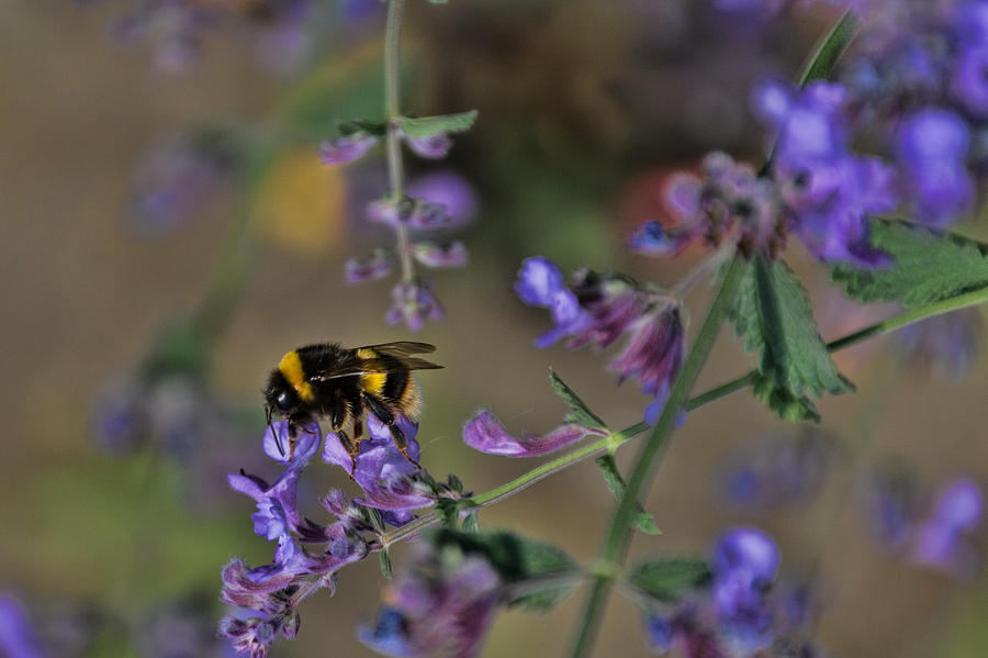 Bee #2 Photograph by David Gleeson