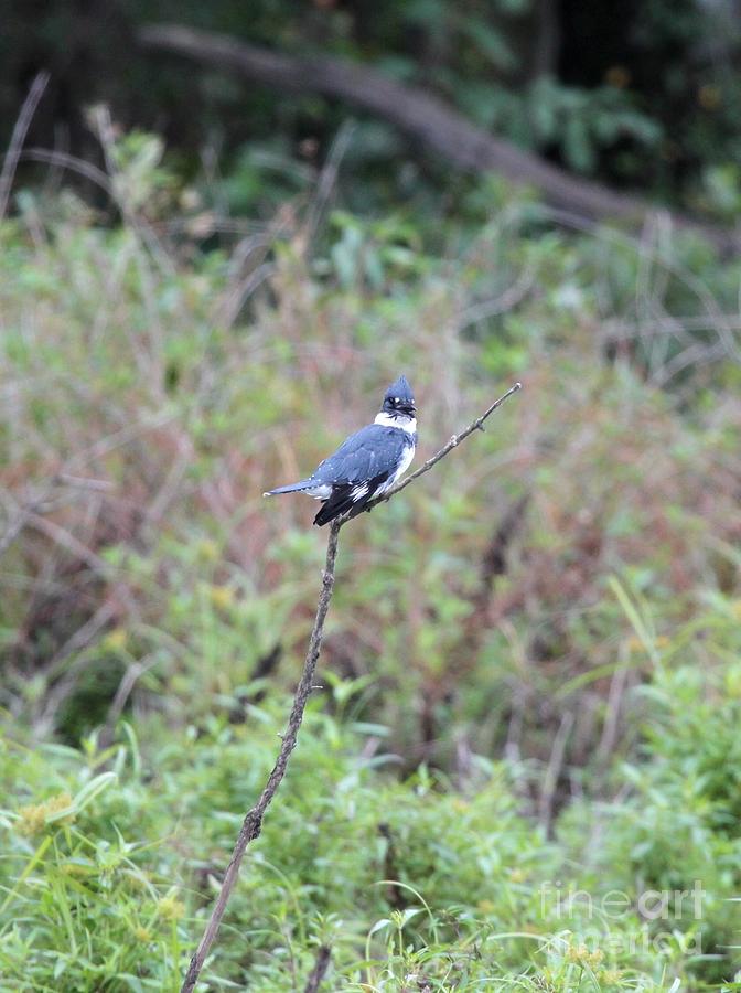 Belted Kingfisher #2 Photograph by Jack R Brock