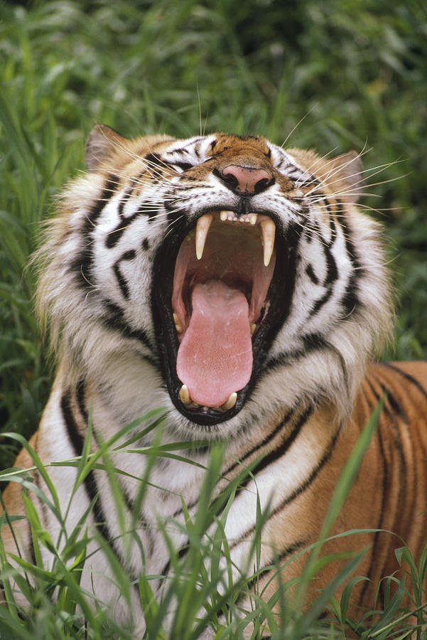 Bengal Tiger Panthera Tigris Tigris #2 Photograph by Gerry Ellis