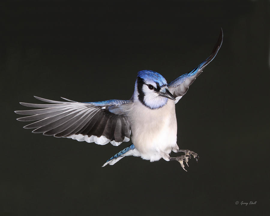 Billy Blue Jay #2 Photograph by Gerry Sibell