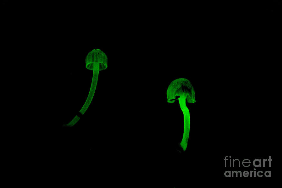 Bioluminescent Fungi #2 Photograph by Dant Fenolio