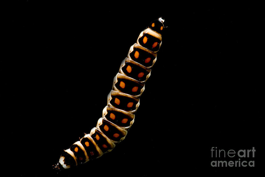 Bioluminescent Railroad Worm #2 Photograph by Dant Fenolio