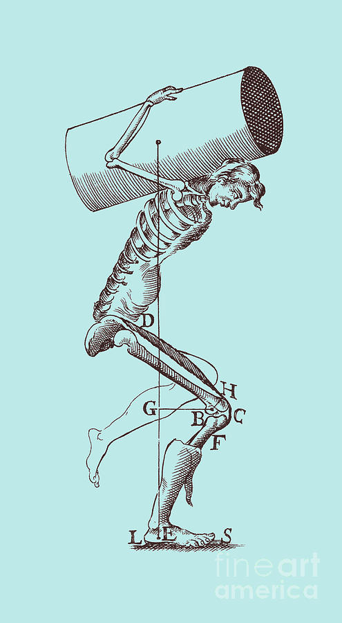 Skeleton Photograph - Biomechanics #2 by Science Source