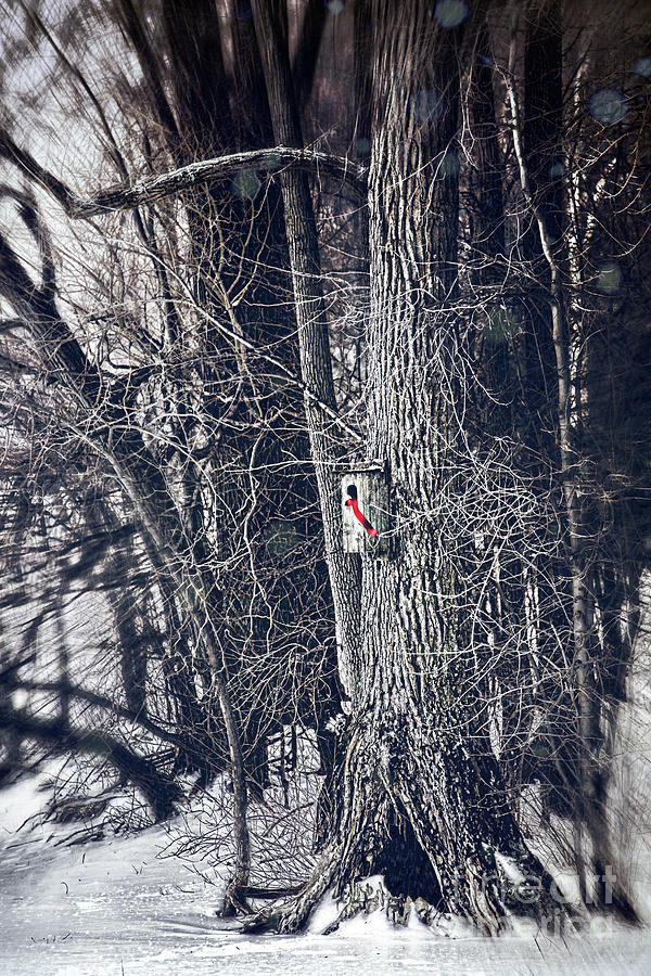 Bird house with red ribbon in the trees #2 Photograph by Sandra Cunningham