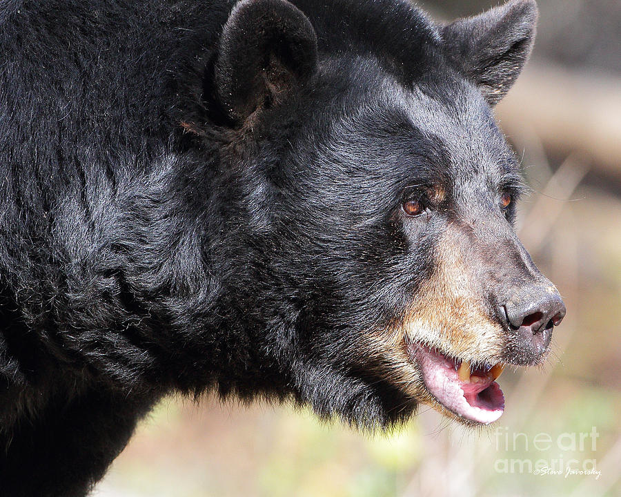 Black Bear #2 Photograph by Steve Javorsky