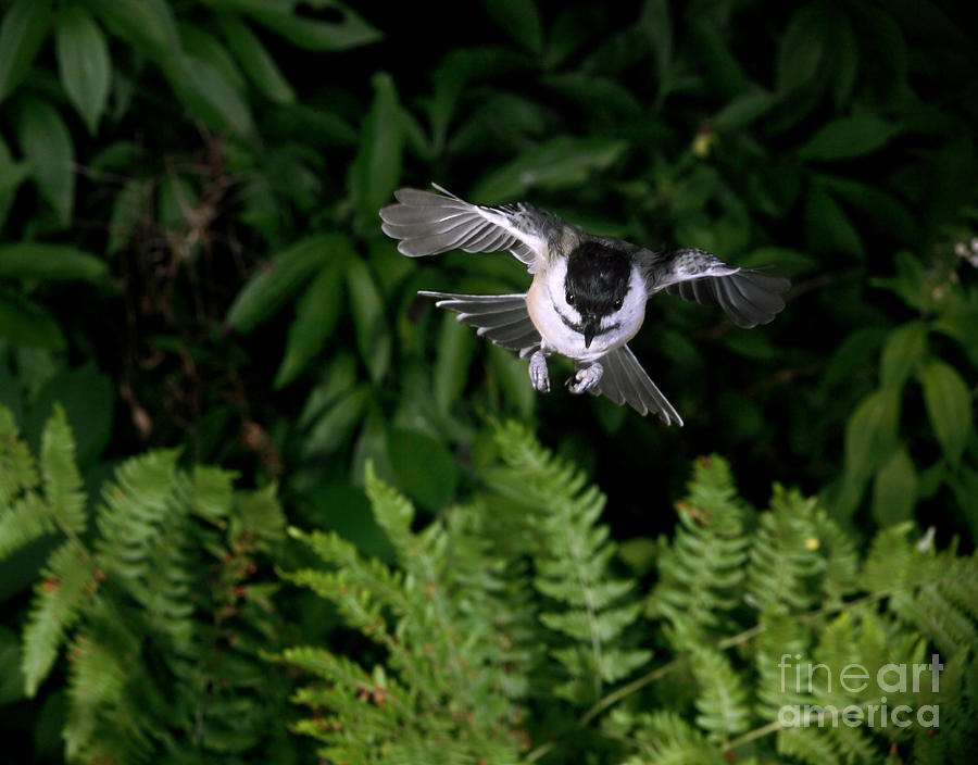 Black-capped Chickadee In Flight #2 Photograph by Ted Kinsman