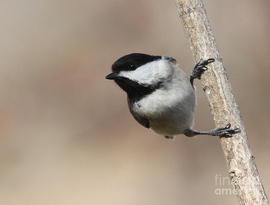 Black-capped Chickadee #2 Photograph by Jack R Brock