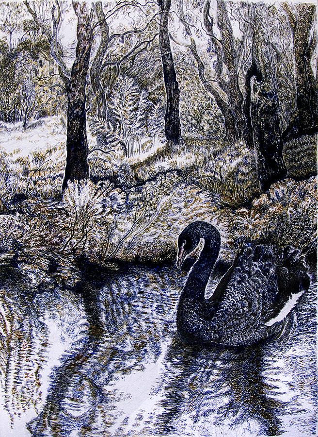Australia Drawing - Black Swan Gliding no 2 by Helen Duley