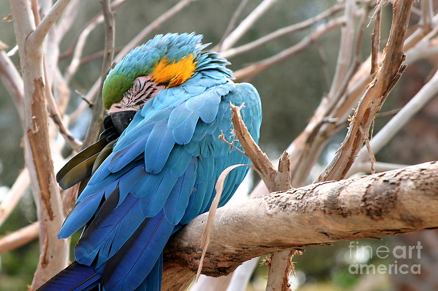 Blue And Gold Macaw #2 Photograph by Henrik Lehnerer