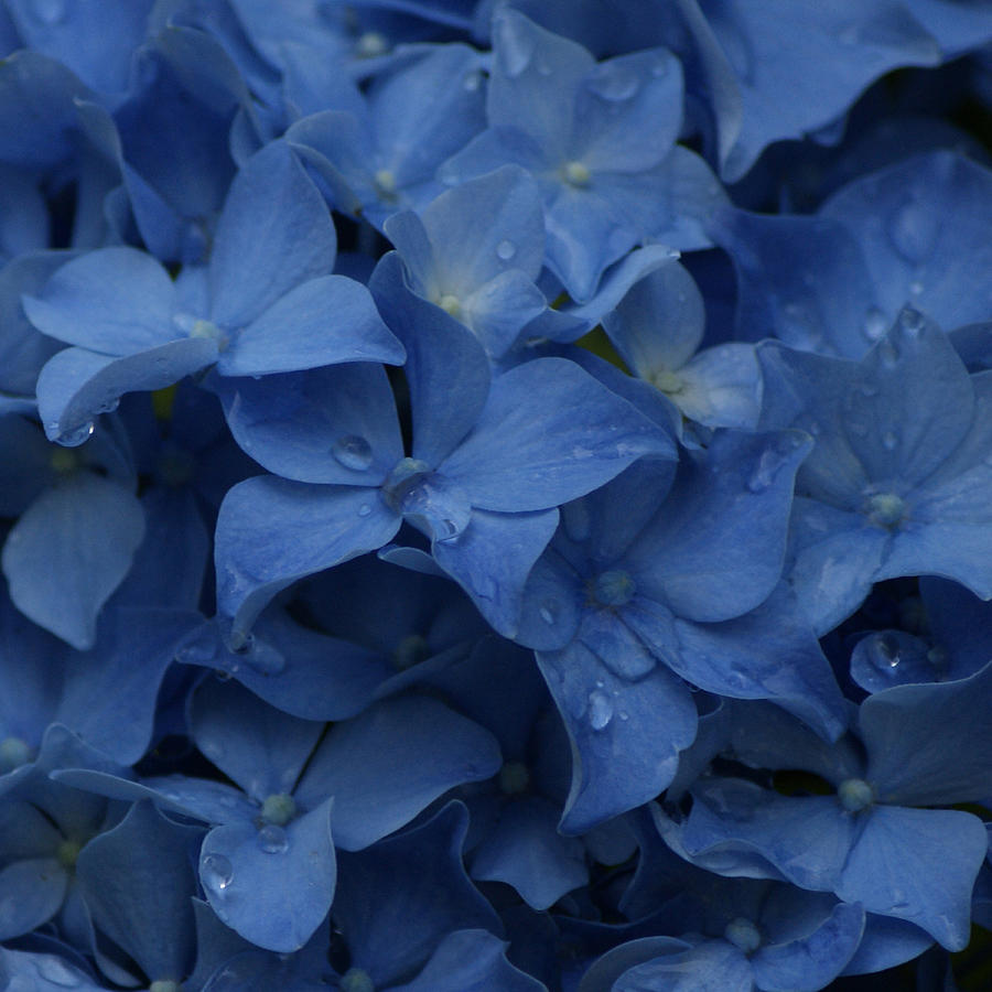 Hydrangea Photograph - Blue Dew #2 by Jen Baptist