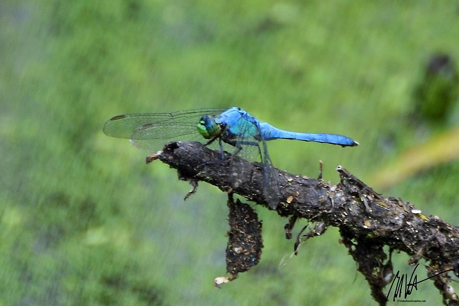 Blue Dragonfly #2 Photograph by Mark Valentine