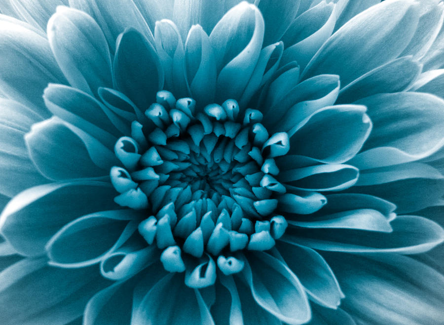 Blue Flower Photograph by Dawn OConnor - Fine Art America
