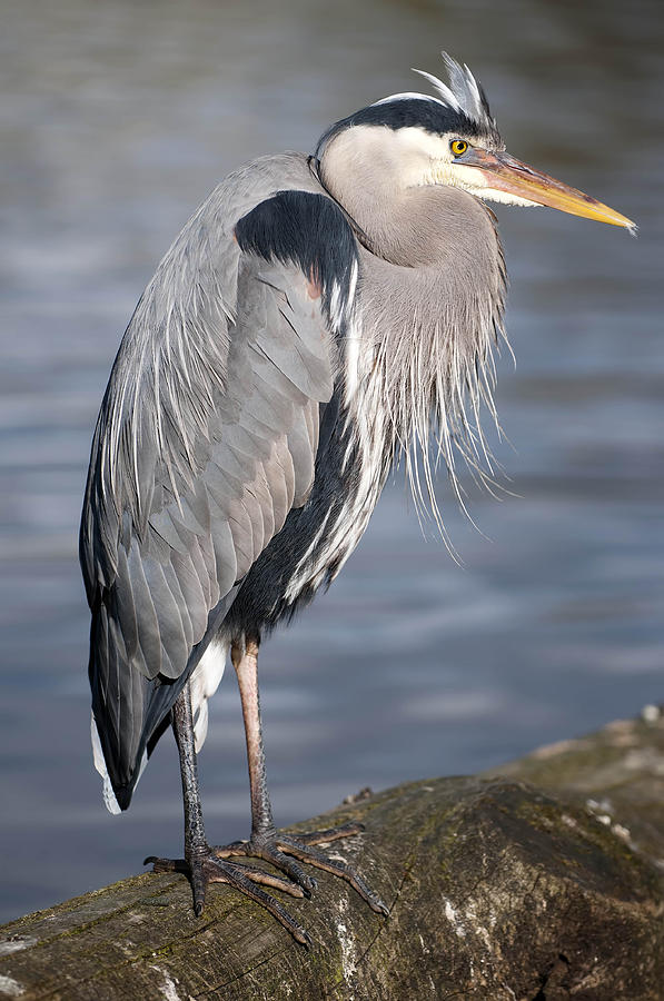 Blue Heron #2 Photograph by Terry Dadswell