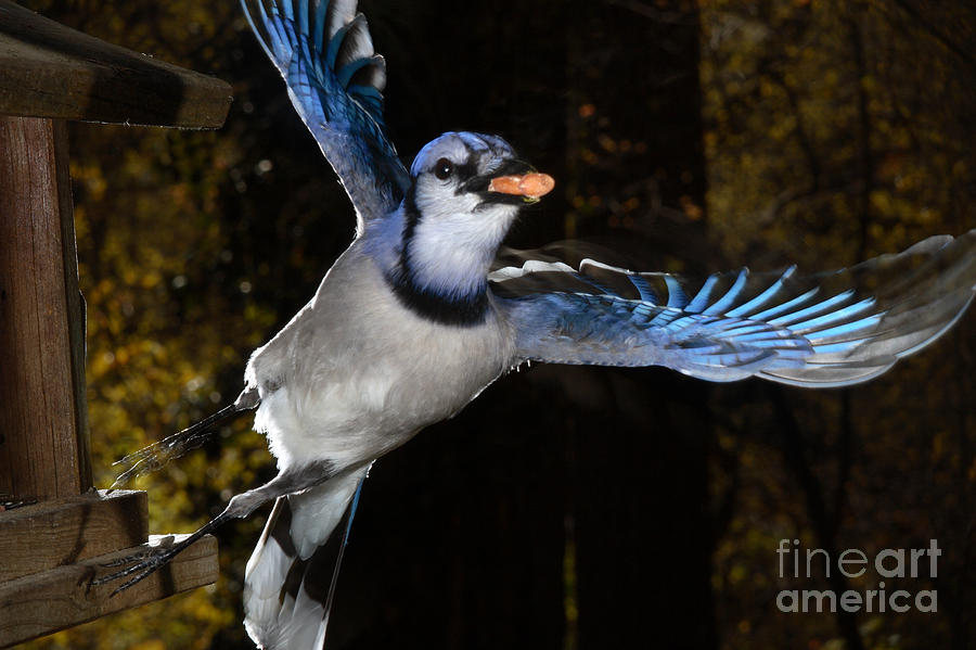 Blue Jay Photograph - Blue Jay In Flight #2 by Ted Kinsman