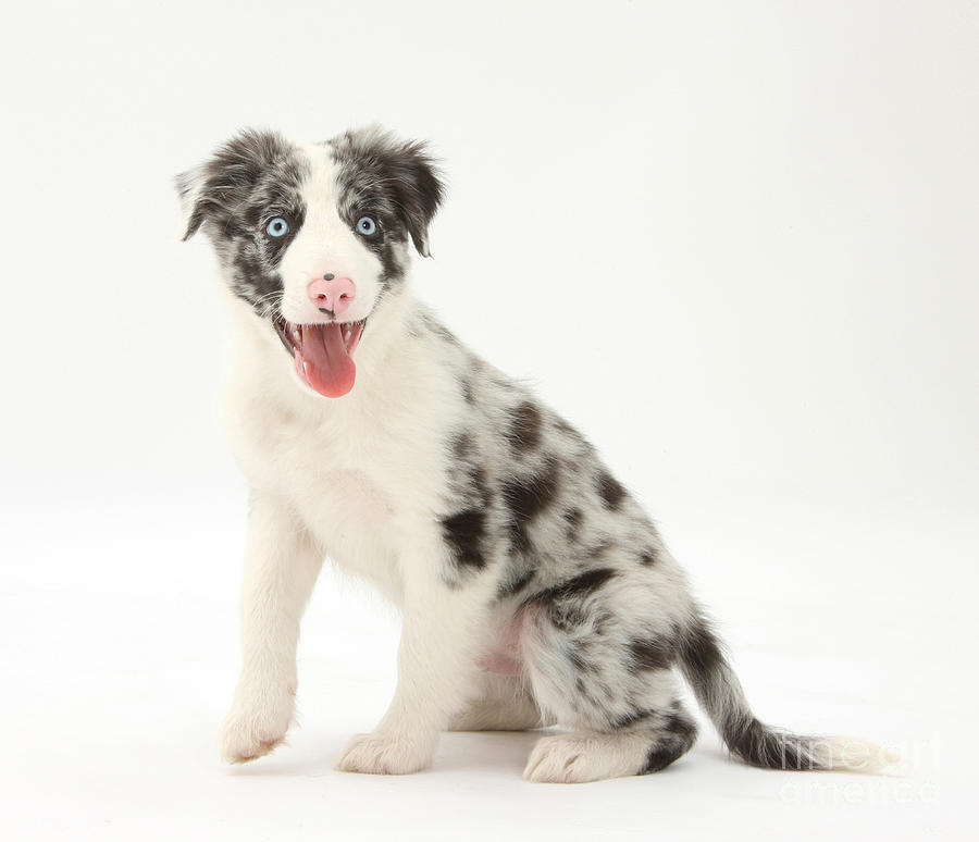 Blue Merle Border Collie Pup #2 Photograph by Mark Taylor