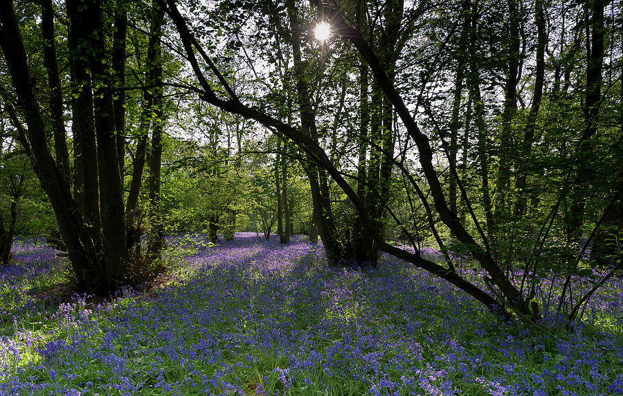 Bluebell woods  #2 Photograph by Gary Eason