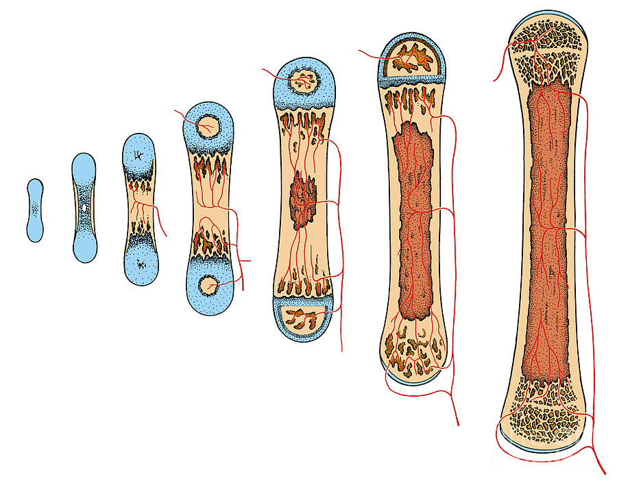 Рост костей в длину рисунок