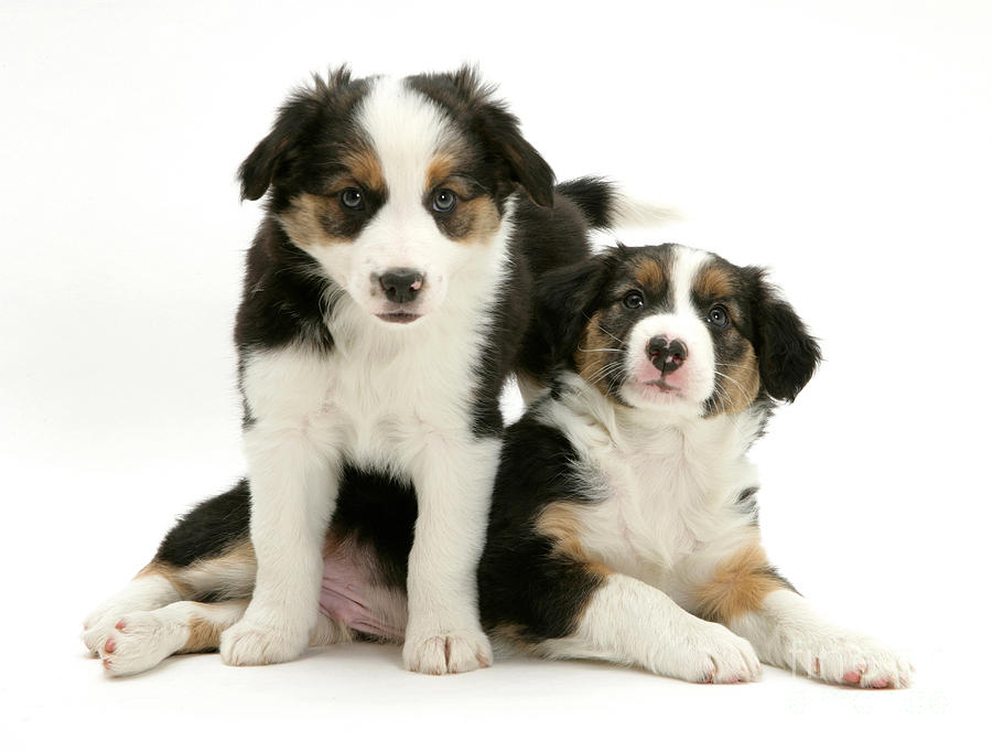 Border Collies Photograph by Jane Burton - Fine Art America