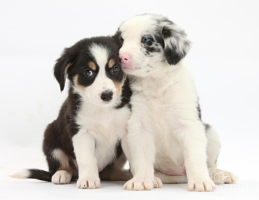 Boreder Collie Puppies Photograph by Mark Taylor - Fine Art America