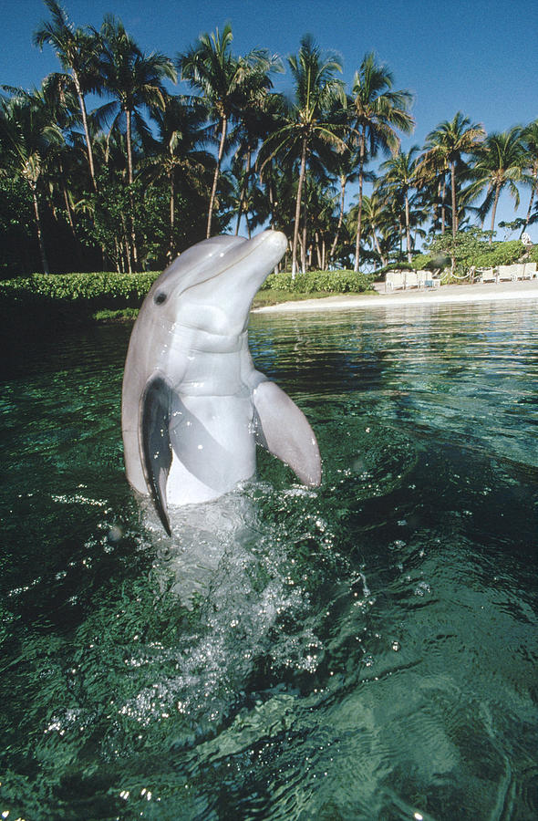 Bottlenose Dolphin Portrait Hawaii Photograph by Flip Nicklin
