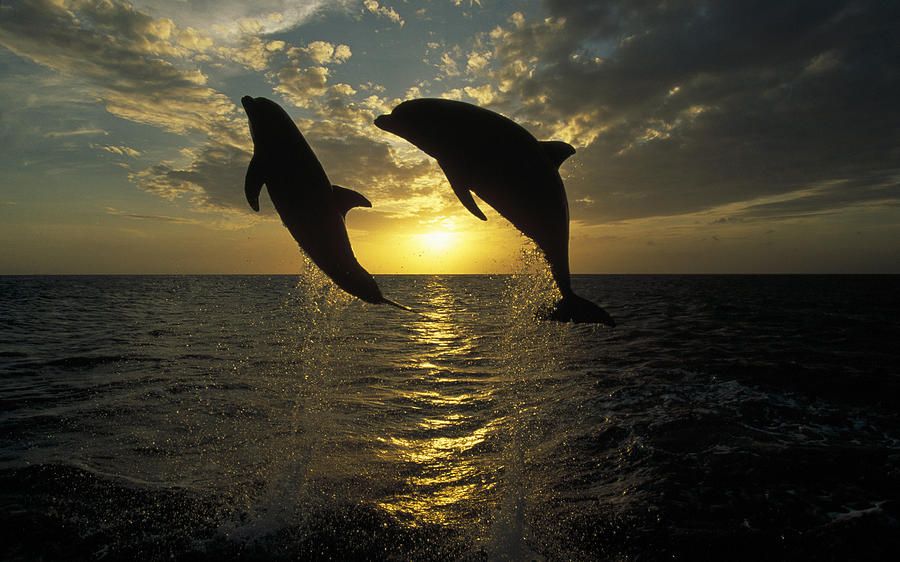 Bottlenose Dolphin Tursiops Truncatus #2 Photograph by Konrad Wothe