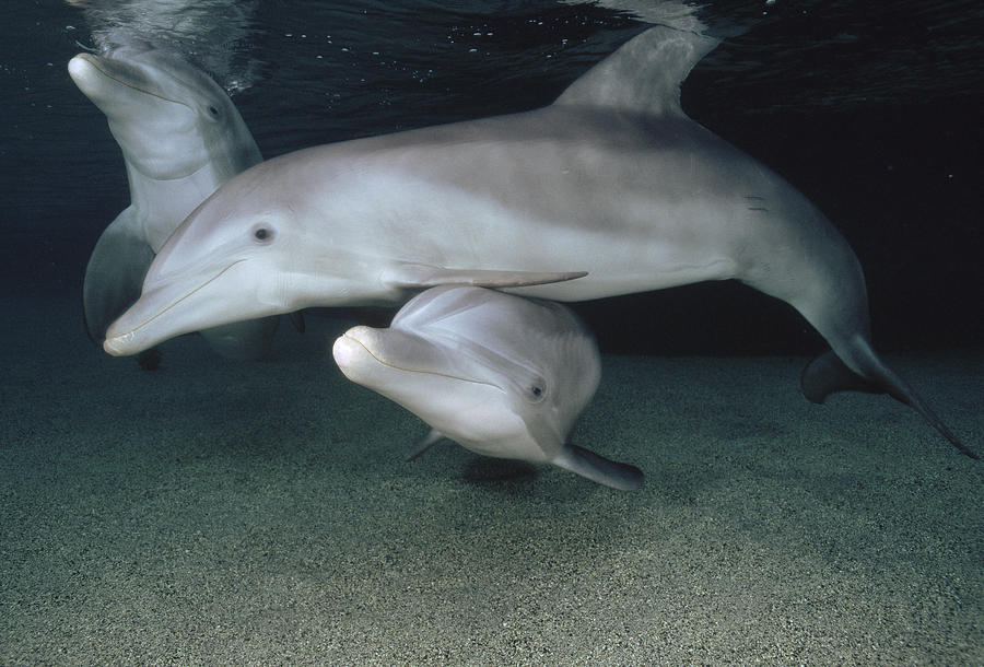 Bottlenose Dolphin Underwater Trio #2 Photograph by Flip Nicklin