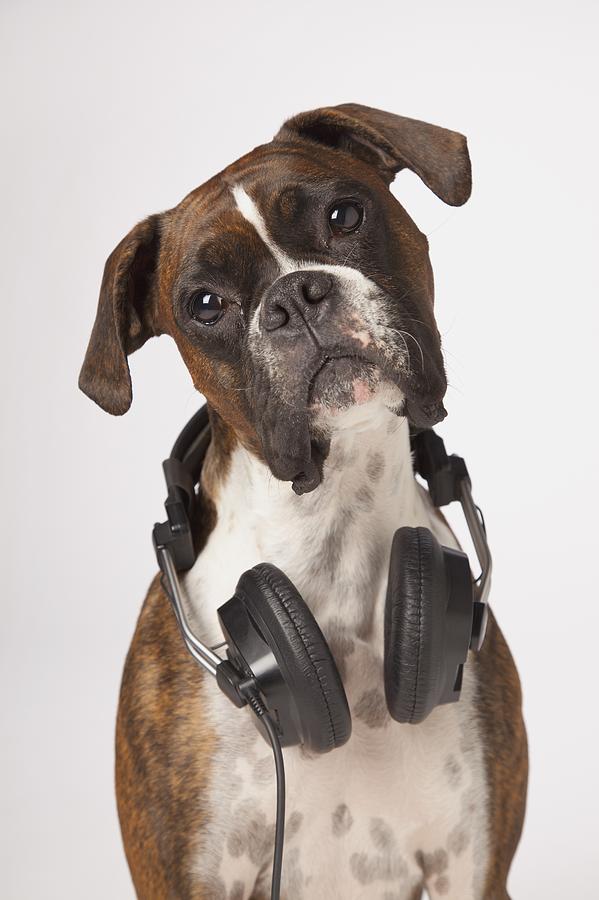 Music Photograph - Boxer Dog With Headphones #2 by LJM Photo