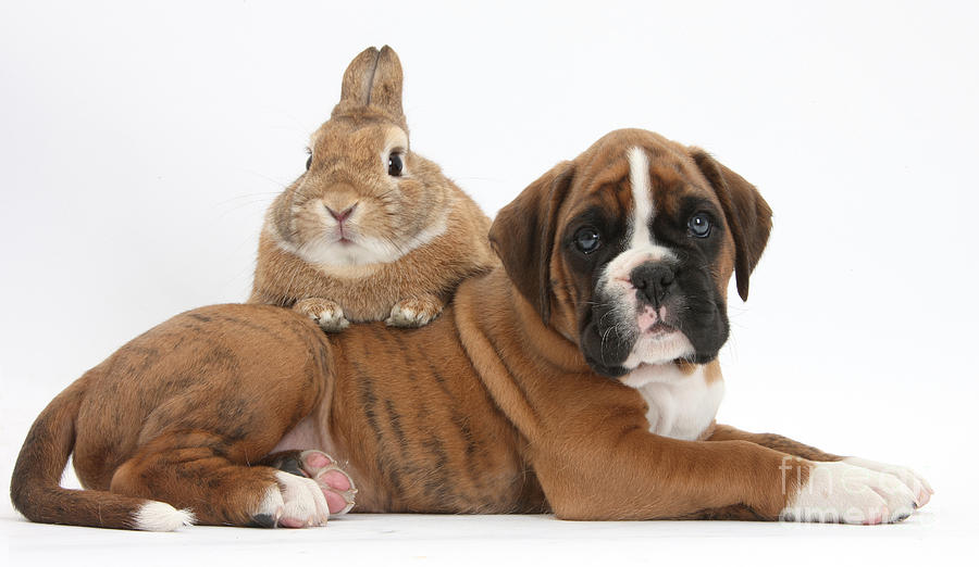 Dog Photograph - Boxer Puppy And Netherland-cross Rabbit #2 by Mark Taylor