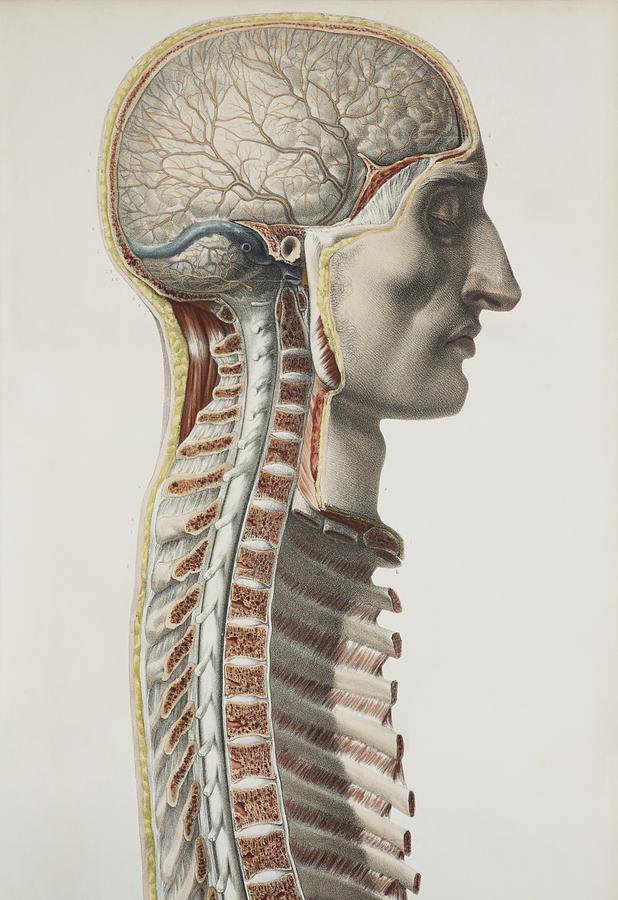 Brain And Spinal Cord, 1844 Artwork #2 by