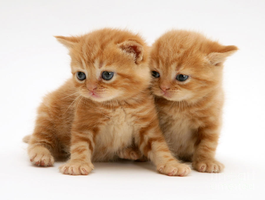 British Shorthair Red Tabby Kittens Photograph by Jane Burton