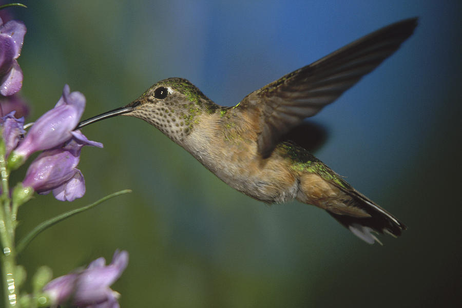 Broad Tailed Hummingbird Feeding #2 Photograph by Tim Fitzharris