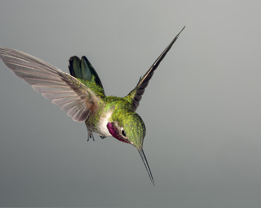 Broadtail Hummingbird #2 Photograph by Gregory Scott