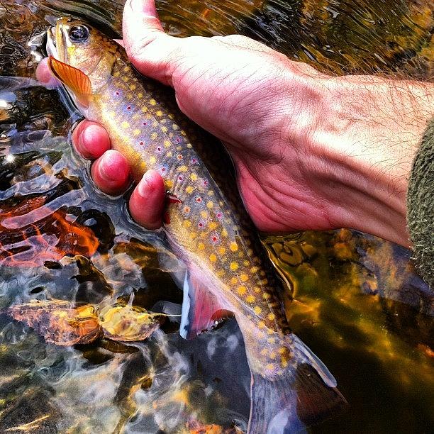 Flyfishing Photograph - Brook Trout #2 by Dave M