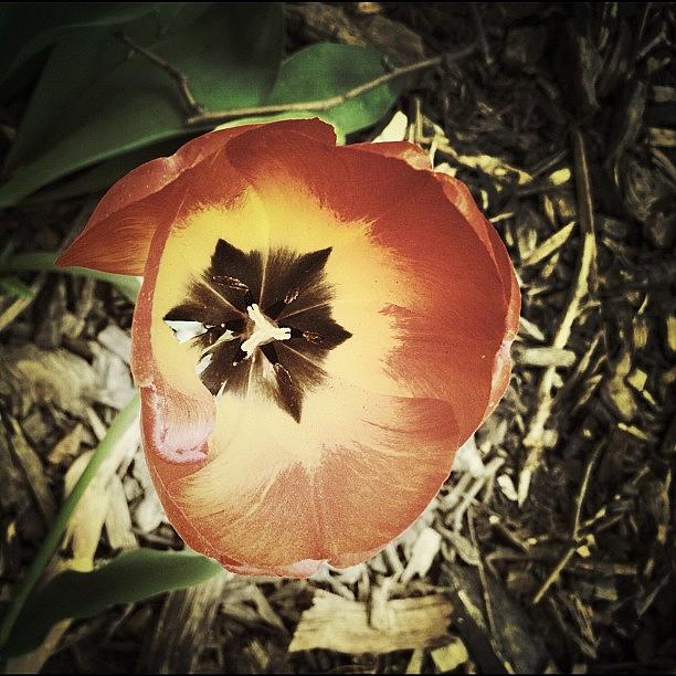 Nature Photograph - Brooklyn Flower #2 by Natasha Marco