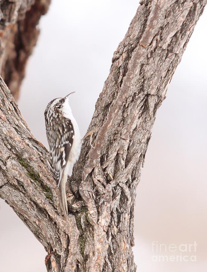 Brown Creeper #2 Photograph by Jack R Brock