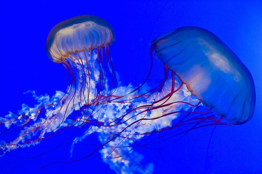 Brown Jellyfish Photograph by David Nunuk - Fine Art America