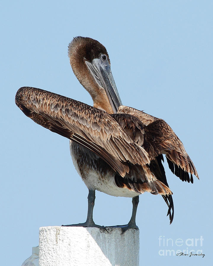 Brown Pelican #2 Photograph by Steve Javorsky