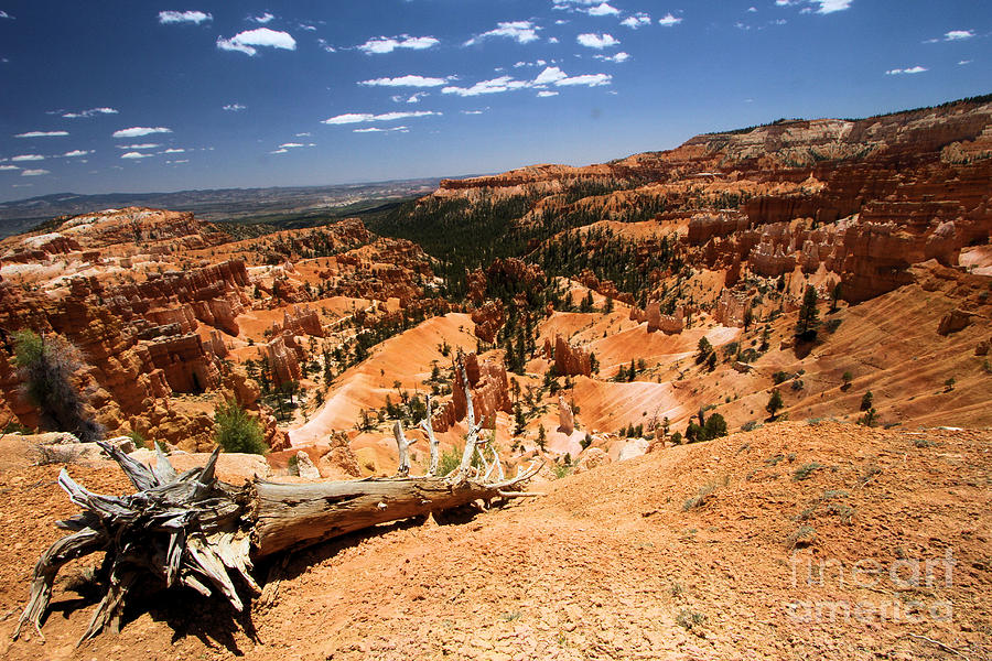 Bryce Canyon #2 Photograph by Adam Jewell