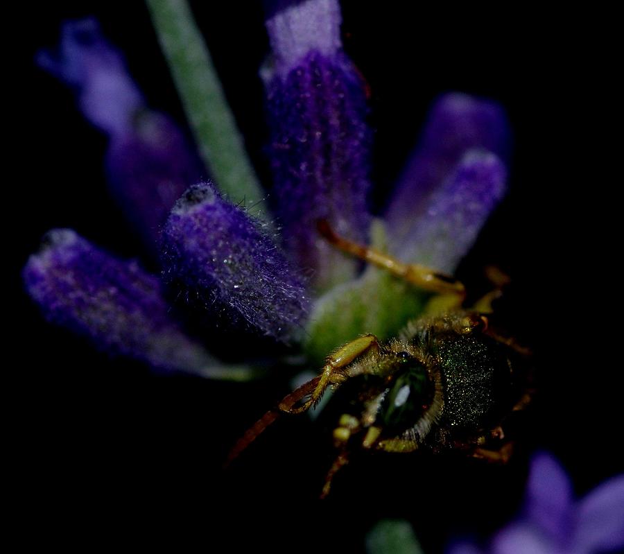 Bug On Flower #2 Photograph by Gerald Kloss